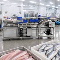 Máquina de Lavado de Pescado y Mariscos de Doble Propósito, Integrada para Desangre y Limpieza, de Acero Inoxidable 304 de Grado Alimenticio, con Certificación HACCP