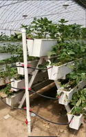 Aardbeienkwekerij Hydroponisch Irrigatiesysteem Verticale Groei Goot Enkelvoudige Kas Polyvinylchloride Afdekking Tuin