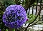 Pourpre