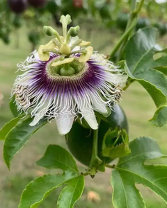Extracto <span class=keywords><strong>de</strong></span> Flor <span class=keywords><strong>de</strong></span> la <span class=keywords><strong>Pasión</strong></span> (Passiflora Incarnata) en Polvo, Suministro <span class=keywords><strong>de</strong></span> Fábrica, Puro y Natural, 4:1, 5:1, 10:1, 20:1, en Oferta - Product Image 3