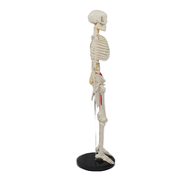 Modelo de Esqueleto Humano de 85 cm, Mitad del Cuerpo, con Marcas de Músculos, Disco Intervertebral, Nervio Espinal, para la Enseñanza de Biología Escolar