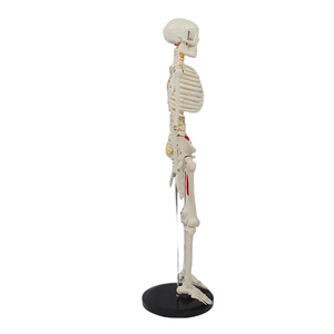 Modelo de Esqueleto <span class=keywords><strong>Humano</strong></span> de 85 cm, Mitad del <span class=keywords><strong>Cuerpo</strong></span>, <span class=keywords><strong>con</strong></span> Marcas de Músculos, Disco Intervertebral, Nervio Espinal, para la Enseñanza de Biología Escolar - Product Image 2