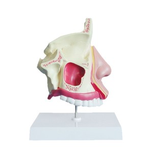 Modelo sagital de cavidad nasal humana normal, comunicación médico-paciente en otorrinolaringología, escuela de medicina de educación superior - Product Image 4