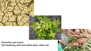 Cure Diseasae Effect Agriculture Engrais microbien Écologique Promouvoir l'enracinement - Product Image 6