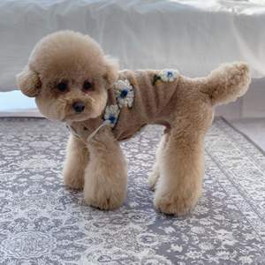 Veste pour chien en polyester moderne, mignonne, à motif floral, luxueuse, confortable et chaude, vêtements d'hiver et de printemps en gros - Product Image 4