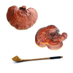 Extracto de seta de <span class=keywords><strong>Lingzhi</strong></span> orgánico, Café en espiral seco sin procesar, de Color negro, Ganoderma, Lucidum, Reishi - Product Image 2