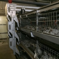 Cage d'élevage de poulets de chair de volaille de type h à 3 niveaux entièrement automatique de haute qualité fabriquée en Chine au meilleur prix pour une vente aux Philippines