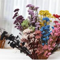 Ge conserveerde Milletbloem (absorptiegeverfd) Yunnan oorsprong 60-70cm voor Moederdag, Thanksgiving & Chinees Nieuwjaar decoratie