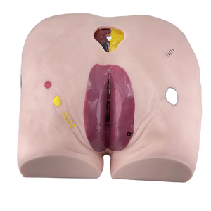 Canggih Decubitus Perawatan Model Decubitus Perawatan Luka Model - Product Image 2