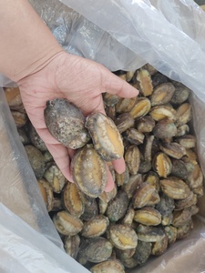 Yeni gelen dondurulmuş Abalone yarım kabuk Abalone et Alalone et - Product Image 3