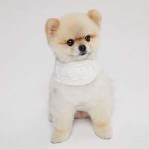 Arnés para Perro de Algodón Lavable a Máquina, Diseño Acolchado Suave, Fácil de Poner, Tecnología de Tela que Reduce la Temperatura Frontal - Product Image 5