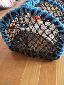 Piège à tique à <span class=keywords><strong>homard</strong></span>, Durable, nouveau style de mode, très <span class=keywords><strong>moins</strong></span> <span class=keywords><strong>cher</strong></span>, livraison gratuite - Product Image 2