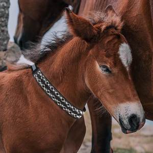 Collier de cheval en polyester solide et luxueux, rechargeable par LED, réglable, durable, avec lumière pour <span class=keywords><strong>une</strong></span> utilisation nocturne - Product Image 2