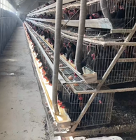 Jaulas para Gallinas Ponedoras, Jaulas Apilables para Gallinas, Jaulas para Gallinas Ponedoras