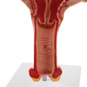 <span class=keywords><strong>3d</strong></span> Con Người Giải Phẫu Buồng Trứng Tử Cung Mô Hình Cho Sinh Học - Product Image 5