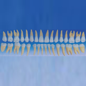 Modèle dentaire médical ADA pour adulte Sylloge (32 dents) – Modèle d'amplification dentaire (15 fois l'agrandissement) pour l'enseignement et l'apprentissage de l'anatomie Shanghai - Product Image 2