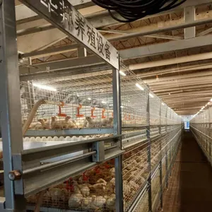 Kandang Ayam Broiler untuk 1000 Burung Broiler Kandang Ayam Unggas Transport Kandang