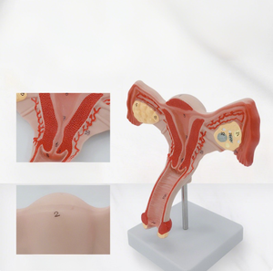Modello di simulazione medica modello di dimostrazione dell'utero modello di formazione centro essenziale modello anatomico per gli studenti - Product Image 3