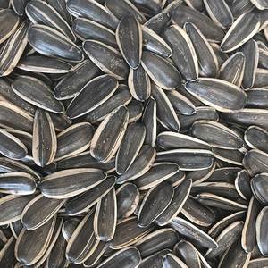 بذور عباد الشمس عالية الجودة بالجملة بذور البطيخ مورد رخيص - Product Image 3