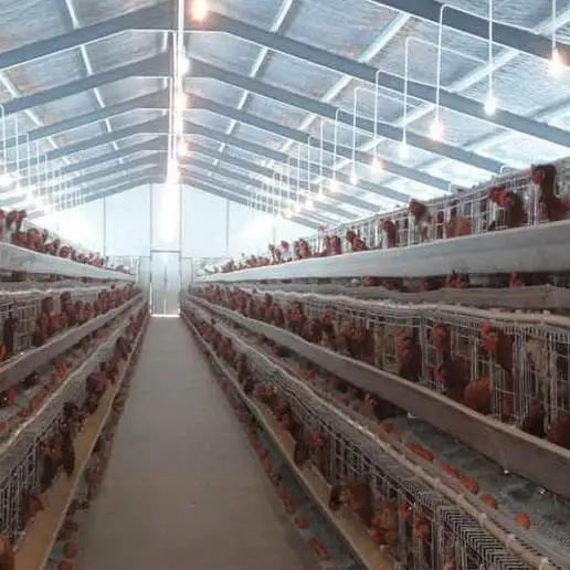 Pré-fabricada baixo custo portal quadro aço estrutura aves galpão frango fazenda edifício casa para 10000 galinhas