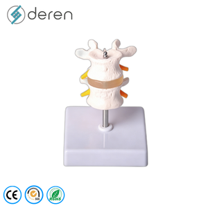 Modello di Colonna Vertebrale Flessibile di Alta Qualità con Pelvi e Teste Femurali <span class=keywords><strong>Mobili</strong></span> per Dimostrazioni di Fisioterapia - Product Image 3