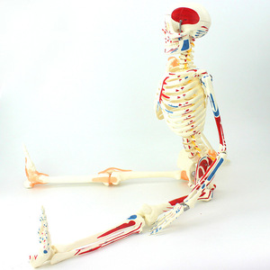 Desconexión de la fábrica de ciencia médica de todo el cuerpo, modelo de hueso y cráneo de varios modelos de hueso - Product Image 2