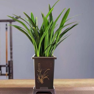 Maceta cilíndrica de imitación de arcilla púrpura para orquídeas con orificio de drenaje para plantas de escritorio - Product Image 2