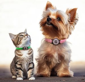 Gran oferta Etiqueta de identificación de código <span class=keywords><strong>QR</strong></span> para mascotas + Etiqueta ajustable ligera + Opciones multicolores + Registro rápido en línea - Product Image 1