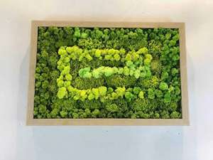 Hoja de alta calidad, <span class=keywords><strong>musgo</strong></span> Natural <span class=keywords><strong>español</strong></span>, <span class=keywords><strong>musgo</strong></span> de pared conservado colorido para decoración de la casa - Product Image 6