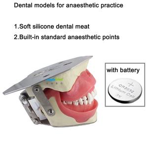 Simulator Ilmu Kedokteran Gigi, Manikin Pelatih Anestesi Oral, Model Anestesi Konduksi Gigi - Product Image 4