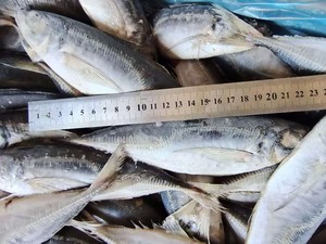 X25632 Seafrozen Fabriek Horsmakreel Vis Voor Verkoop Fabrikant Prijs Horsmakreel 80-130G - Product Image 6