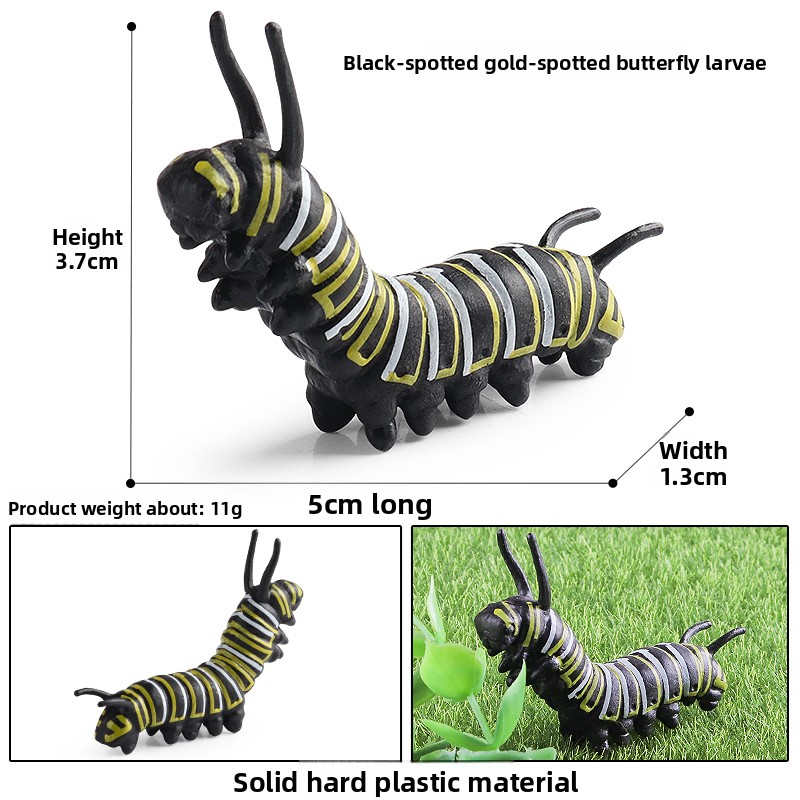 Black veined golden spot butterfly larva-3015