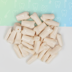Modèles de dents pour l'enseignement <span class=keywords><strong>dentaire</strong></span>, ensemble de dents anatomiques en plastique pour la formation en école <span class=keywords><strong>dentaire</strong></span> - Product Image 4