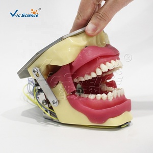 Modelo <span class=keywords><strong>de</strong></span> Entrenamiento para Extracción Dental con Anestesia, Maniquí Anatómico Dental con Buzzer para Escuelas <span class=keywords><strong>de</strong></span> Ciencias Médicas y Hospitales, Material PVC - Product Image 5