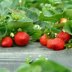 Schlussverkauf Restaurant IQF frische Früchte bio-halal Plastiktüte keine Zusätze ganze gefrorene Erdbeere