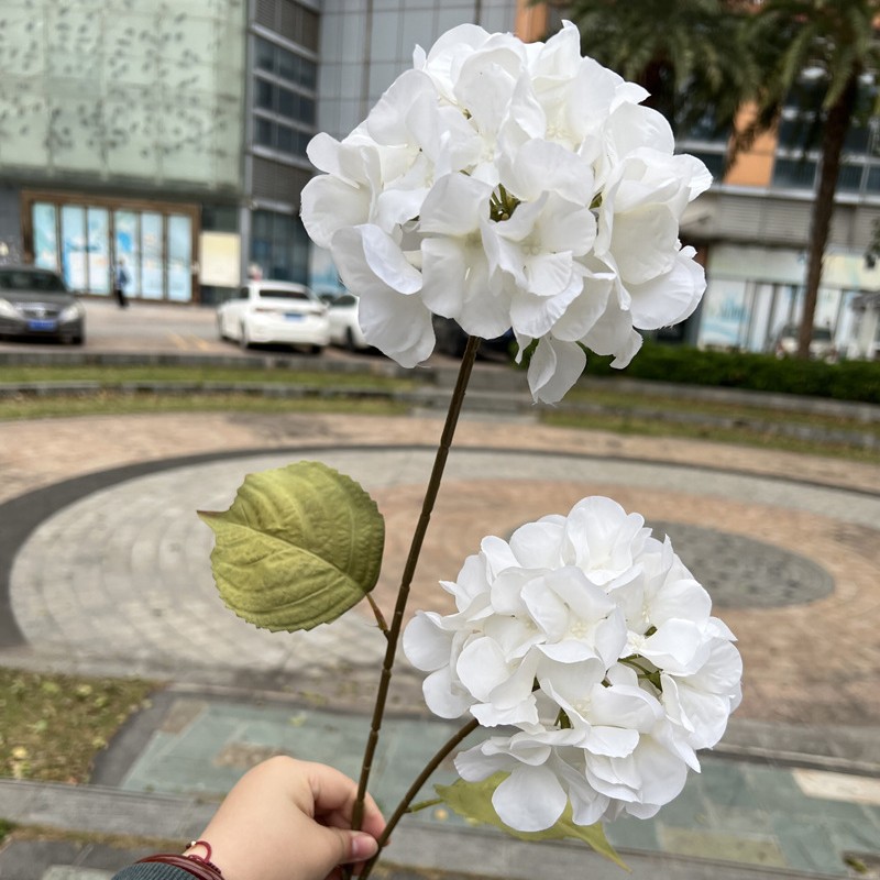 2 têtes d'hortensia Xiyan blanc