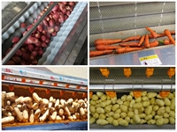 Fruitborstel Wortel Schoonmaken Gemberschilaardappelen Machine Efficiënte Fruitgroente Reinigingsmachine