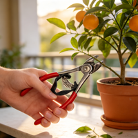 Professionele avocado-schaar, fruitpluk schaar van roestvrij staal, snoeischaar voor boomgaard, citrus, sinaasappel, tuin oogsten