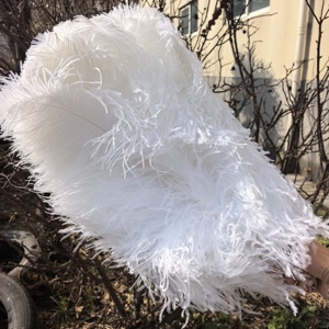 Plumes d'autruche blanches de haute qualité, grandes, de 24 à 26 pouces, pour la décoration de centres de table de carnaval, de festivals, de fêtes et de mariages (vente en gros) - Product Image 1