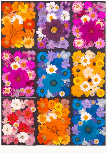 23 pièces/paquet de fleurs séchées pressées colorées pour la résine, marque-page, cadre photo - <span class=keywords><strong>Plante</strong></span> naturelle, Saint-Valentin, Pâques - Product Image 4