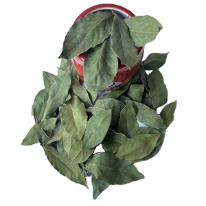 Suministro de fábrica de laurel, hoja de laurel seleccionada a mano turca de alta calidad, 5-10cm, AD Natural, crudo, primer grado, certificado ISO/HACCP - Product Image 4