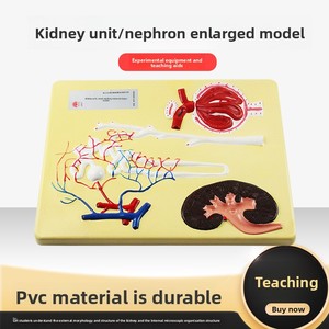 Modello Anatomico Ingrandito del Nefrono Glomerulare 20119 per Laboratorio di Biologia delle Scuole Medie e Superiori, Ausilio Didattico Sperimentale - Product Image 2