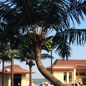 Yryz24 UV kháng trang trí nhân tạo dừa cây cọ lớn giả dừa cây cọ cho trong nhà hoặc ngoài trời cảnh quan - Product Image 2