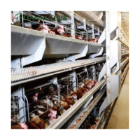 Cage à poulets Maille d'occasion à vendre Poulailler de base Poulailler batterie Système de cage Nid