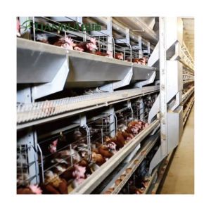 Jaula <span class=keywords><strong>para</strong></span> pollos Malla <span class=keywords><strong>de</strong></span> <span class=keywords><strong>segunda</strong></span> <span class=keywords><strong>mano</strong></span> a la venta Gallinero básico Batería <span class=keywords><strong>para</strong></span> gallinero Sistema enjaulado Nido - Product Image 3