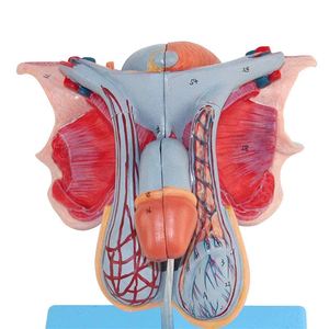 Modelo de órgano genital masculino KyrenMed, modelo anatómico reproductivo, <span class=keywords><strong>genitales</strong></span> <span class=keywords><strong>internos</strong></span> y externos, 5 piezas, PVC avanzado, tamaño real - Product Image 4