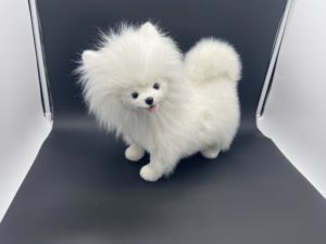 Peluche de Perro de Alta Calidad, Relleno de Algodón PP, Diseño Personalizado Realista de Pomerania - Product Image 4