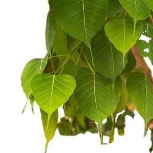 Benjuí/ Styrax Tonkinensis de Vietnam - Product Image 1