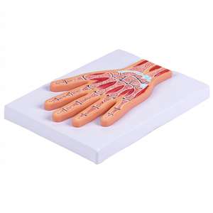 Modelo Anatómico <span class=keywords><strong>Seccional</strong></span> de Articulaciones de la Mano - Herramienta Educativa para Muñeca y Sistema Esquelético - Product Image 4