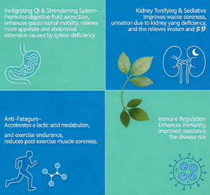 엘레우테로코쿠스 센티코수스 시베리아 인삼 에너지 부스트 보충제 파우더 활력 증진 시베리아 인삼 추출물 - Product Image 2